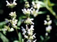 Black Sage