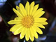 Canyon Sunflower