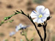Western Blue Flax