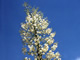 Yucca