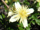 Clematis