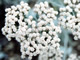 Wild Buckwheat