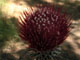 California Thistle