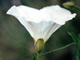 Bind Weed
