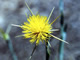 Star Thistle