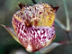 Weed's Mariposa Lily