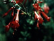 California Fuschia