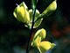 California False Lupine