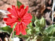 Indian Pink Californica
