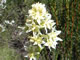 Star Lily
