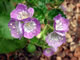 Large-flower Phacelia