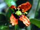Wind Poppy