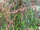 Tamarisk