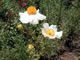 Matilija Poppy