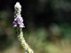 Verbena