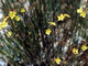 Rush Rose