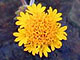 Yellow Pincushion
