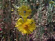 Common Madia