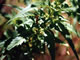 Stinging Nettles