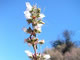 White Sage