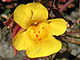 Common Monkey Flower