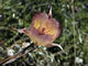 Mariposa Lily