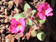 Desert Monkey Flower