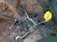 Hawkweed