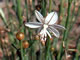Asphodel