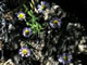 Fleabane aster