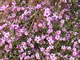 Bird's Eye Gilia