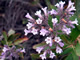 Yerba Santa