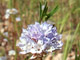 Globe Gilia