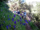 Blue Delphinium
