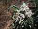Desert Milkweed