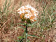 Mountain Collomia