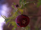 California Peony