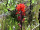 Pine Indian Paintbrush