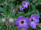 Fiesta Flower