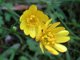 California Buttercup