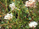 California Gilia