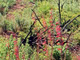 Scarlet Bugler