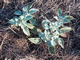Doveweed