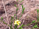 Common Tarweed