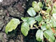 Poison Oak