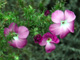 Prickly Phlox