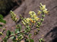 Southern Honeysuckle