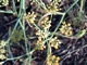 Sweet Fennel