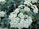 Queen Anne's Lace
