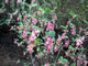 Chaparral Currant